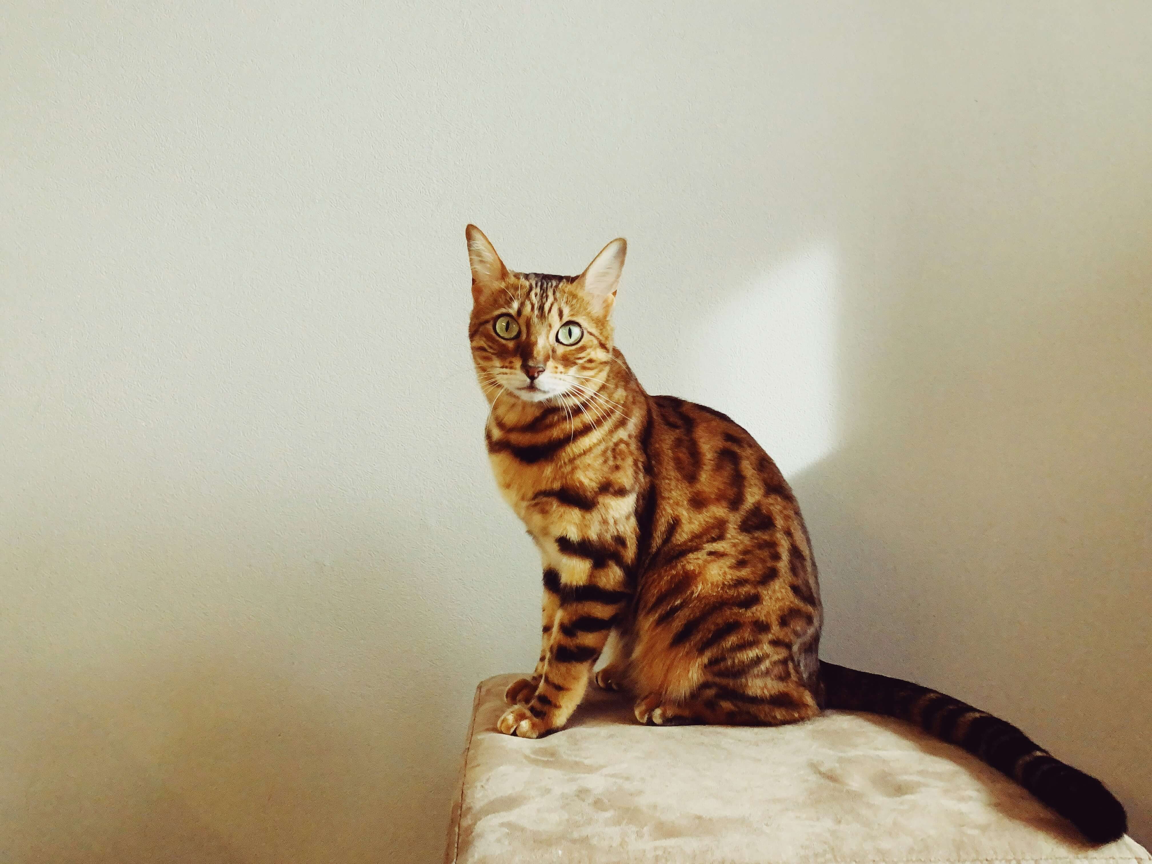 Bengal cat breed photo