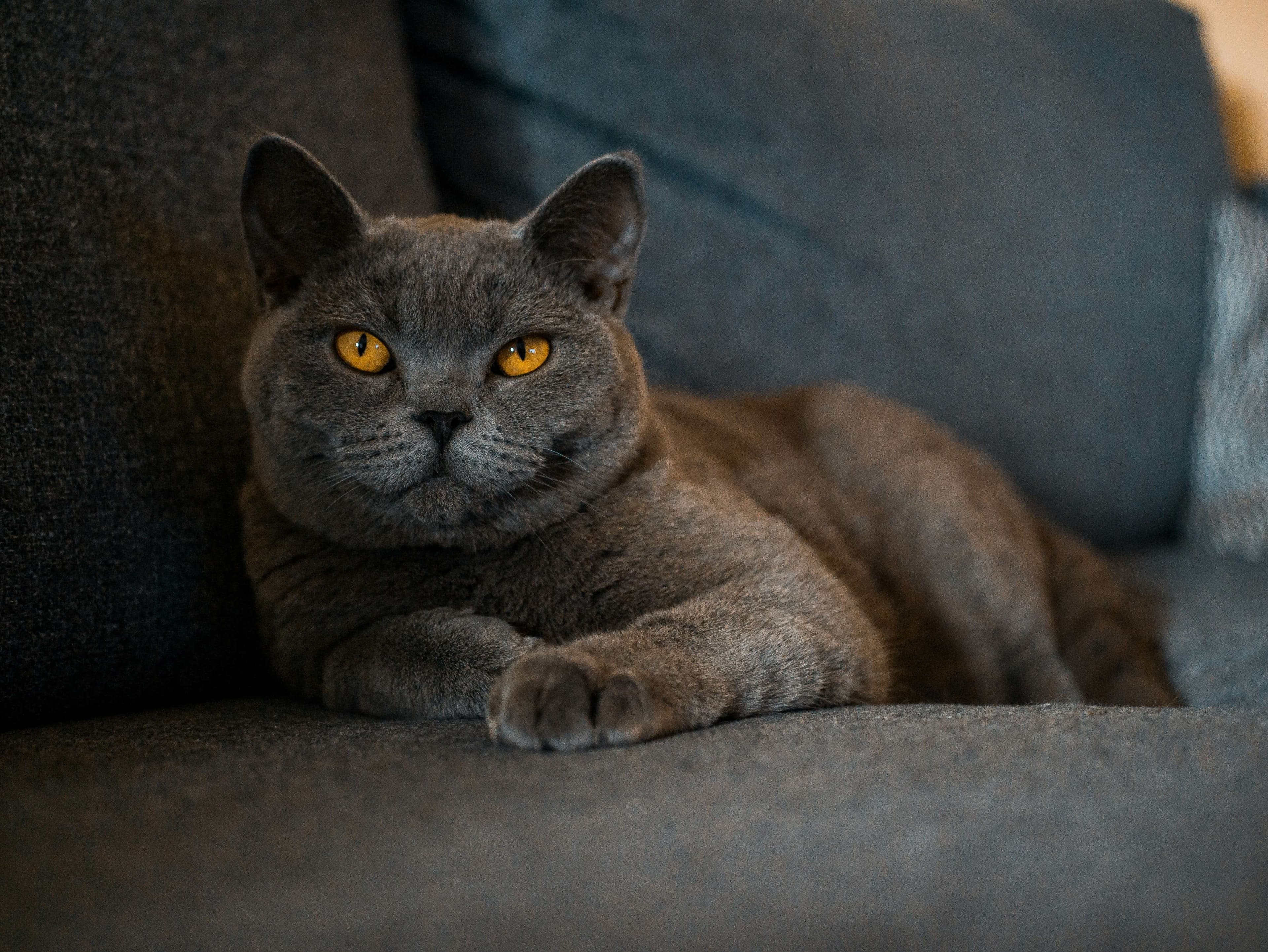 British Shorthair cat breed photo