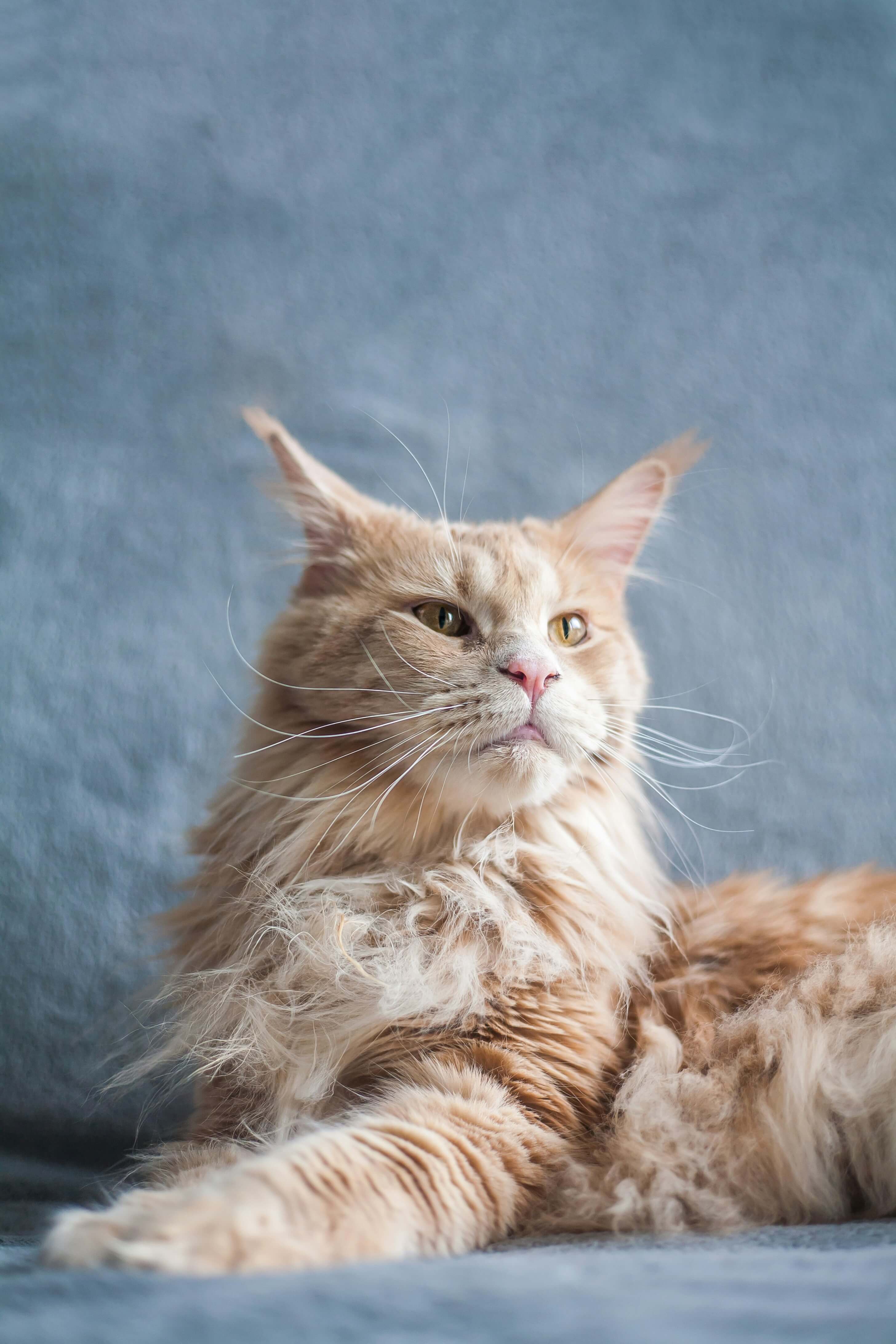Maine Coon cat breed photo