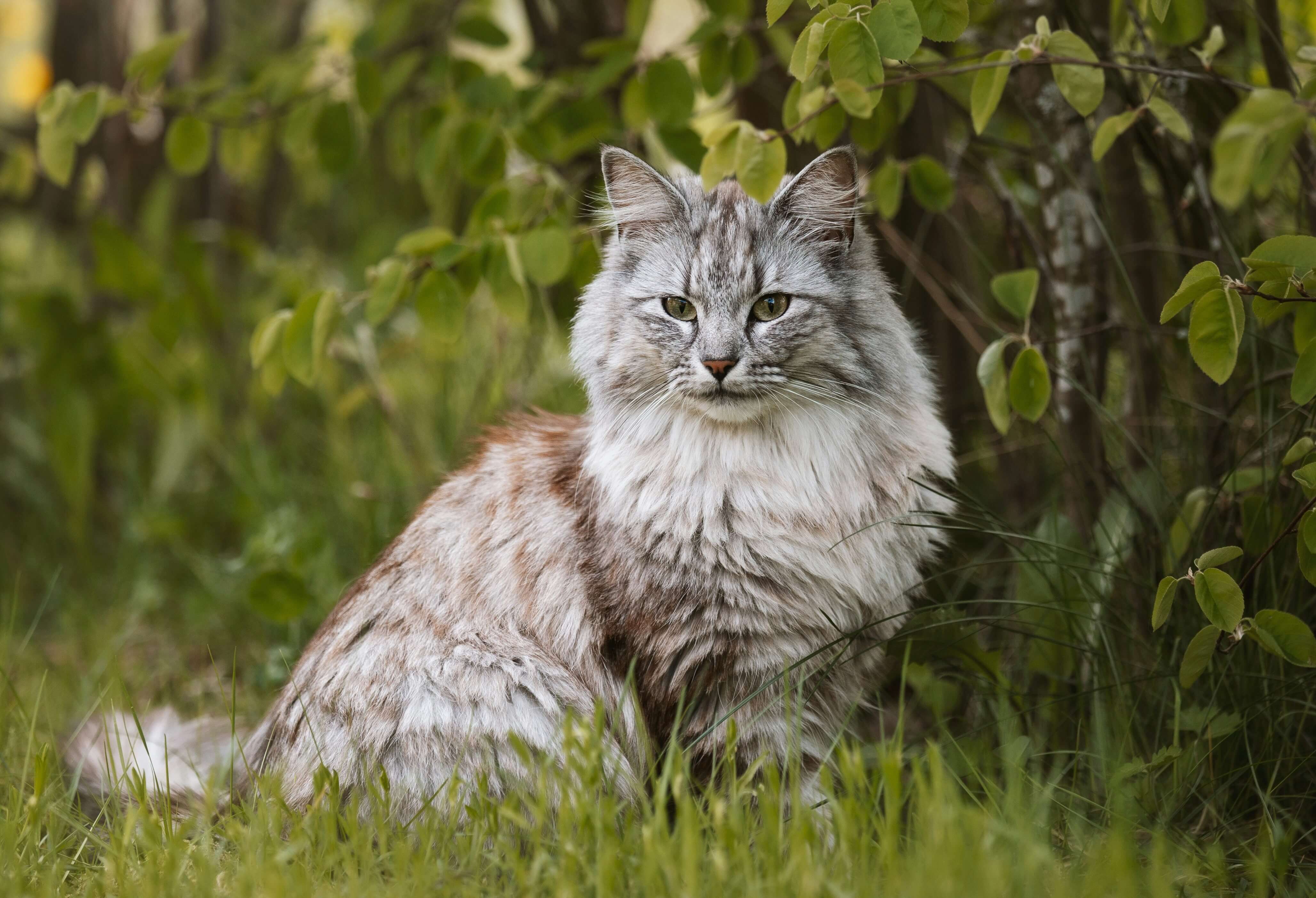 Norwegian Forest Cat cat breed photo