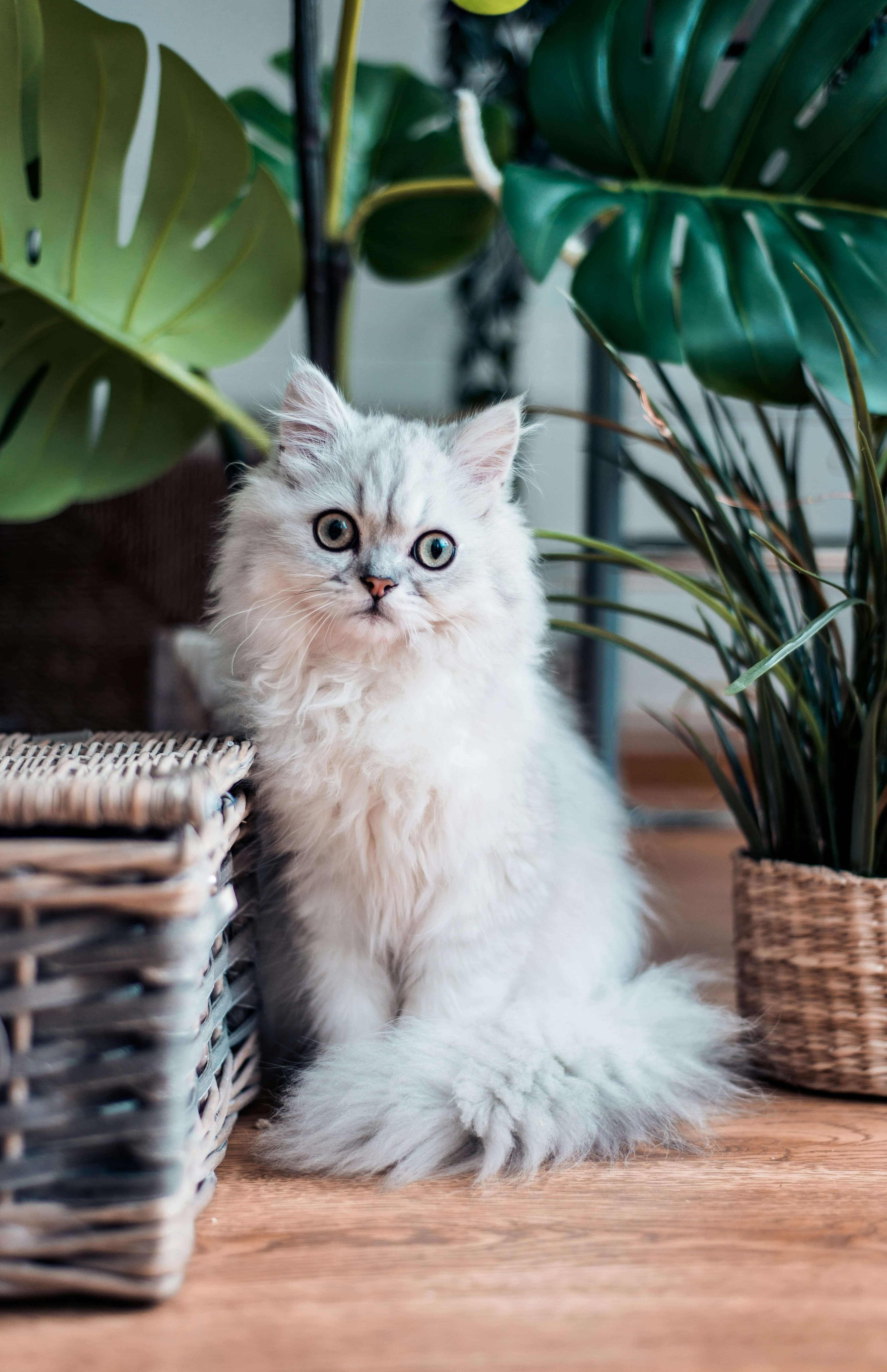 Persian cat breed photo