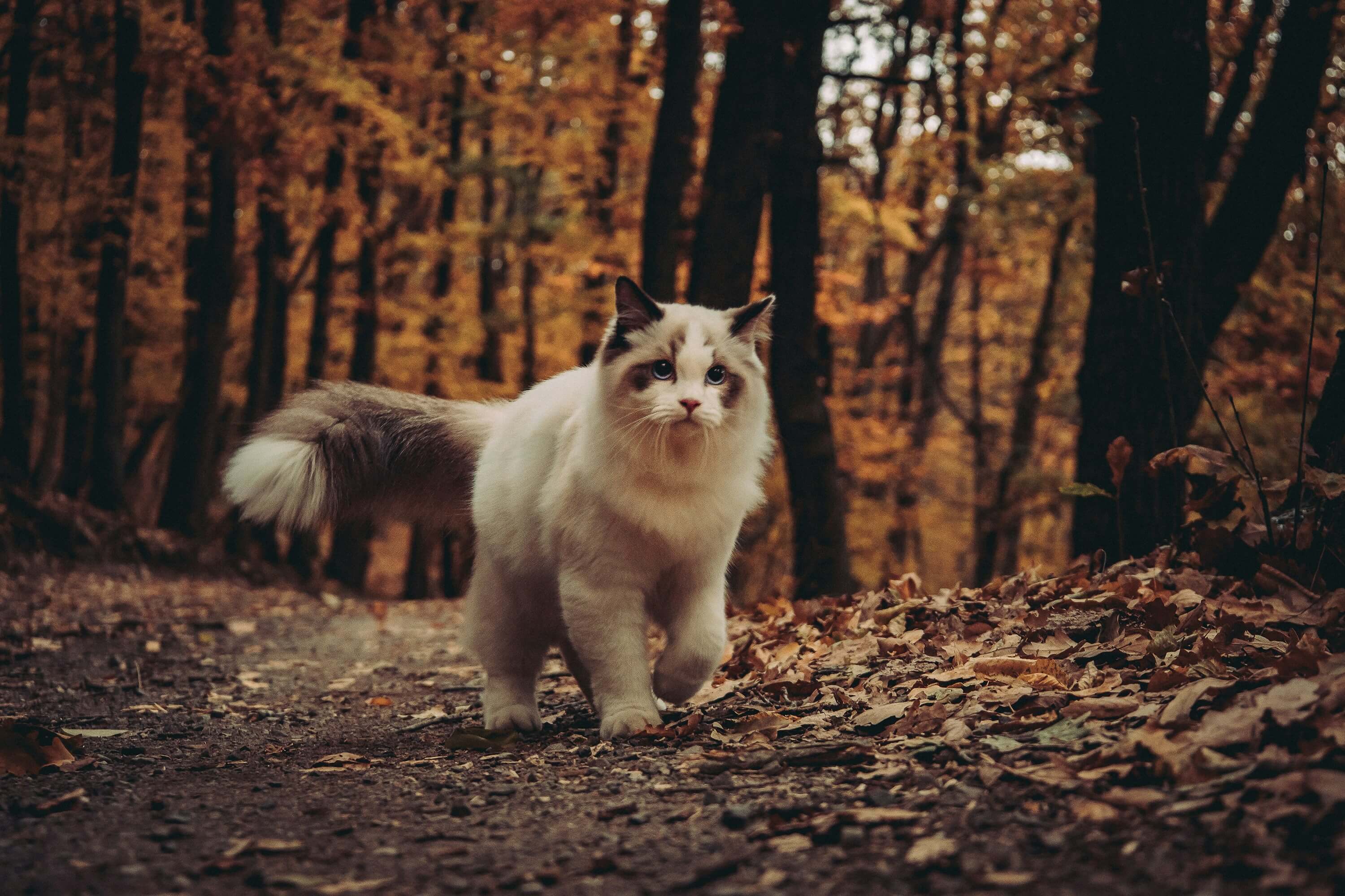 Ragdoll cat breed photo