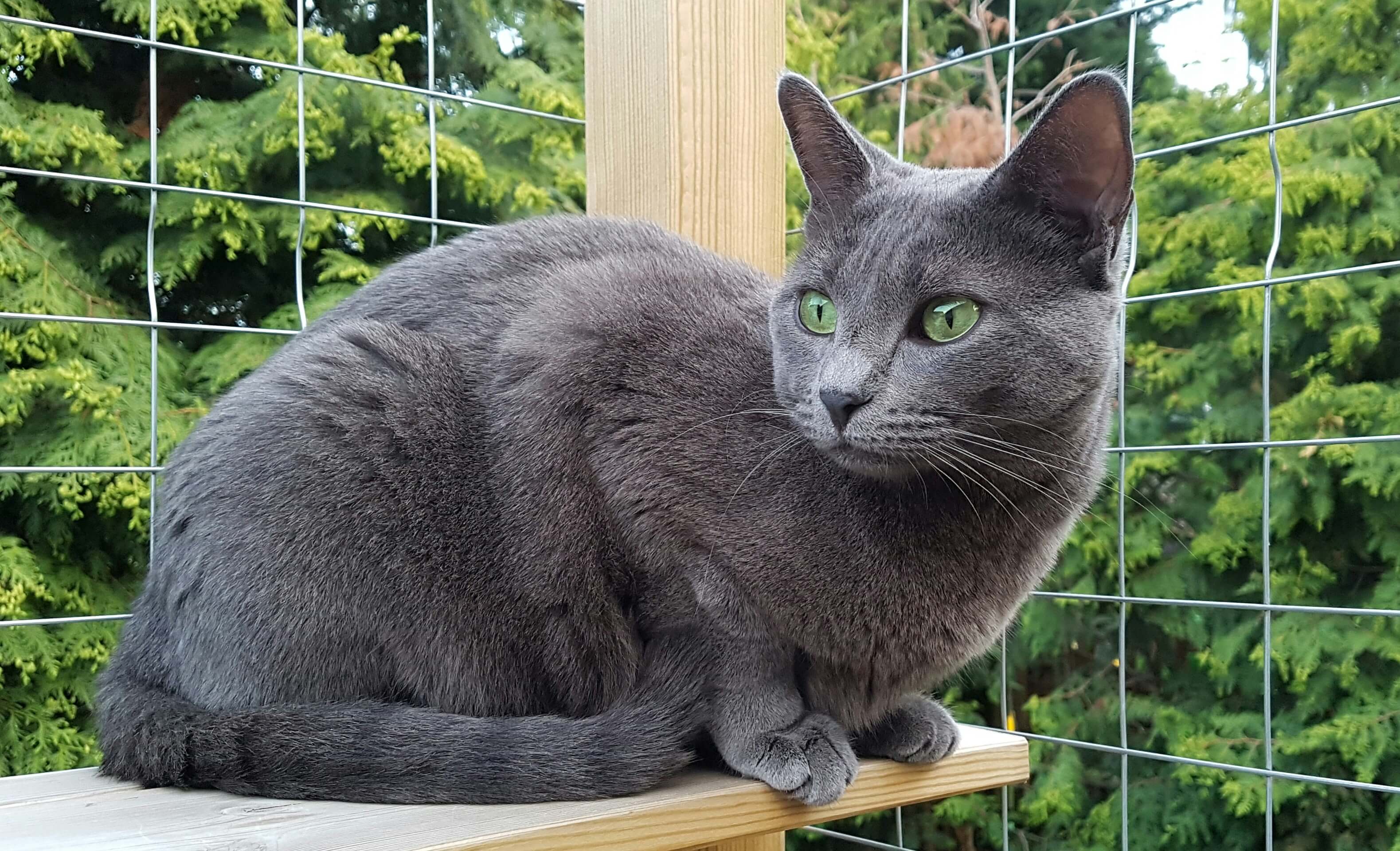 Russian Blue cat breed photo