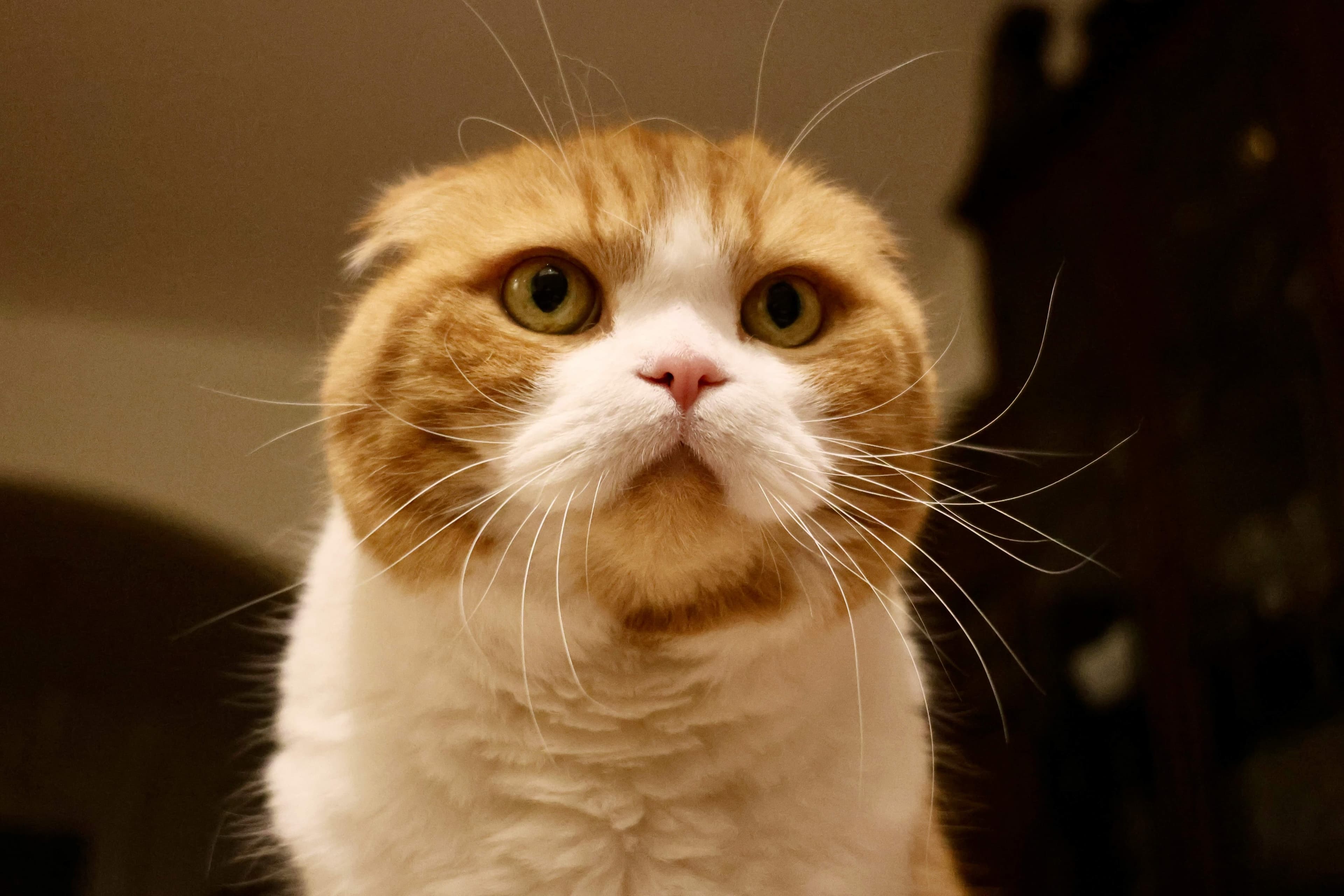 Scottish Fold cat breed photo