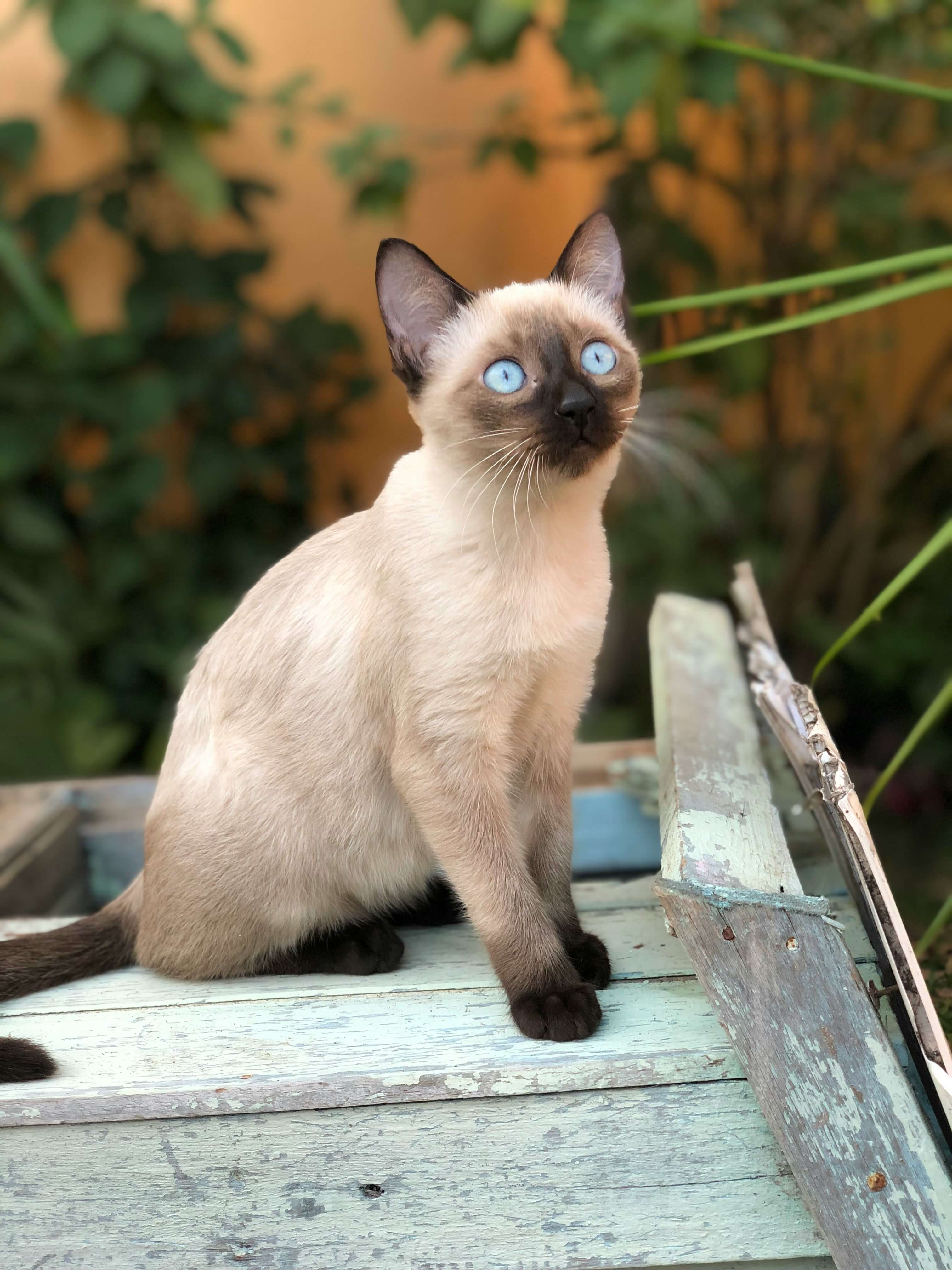 Siamese cat breed photo