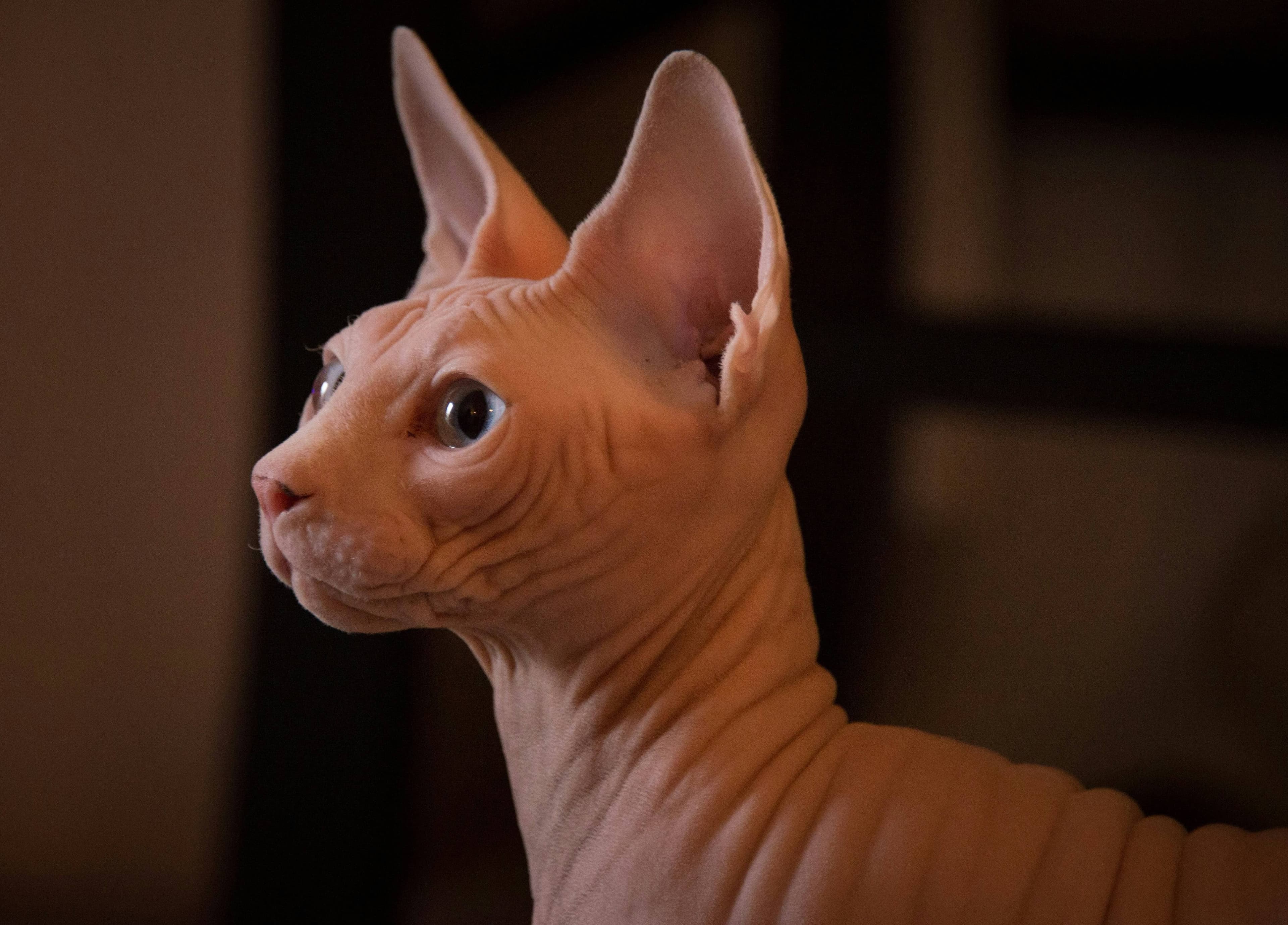 Sphynx cat breed photo