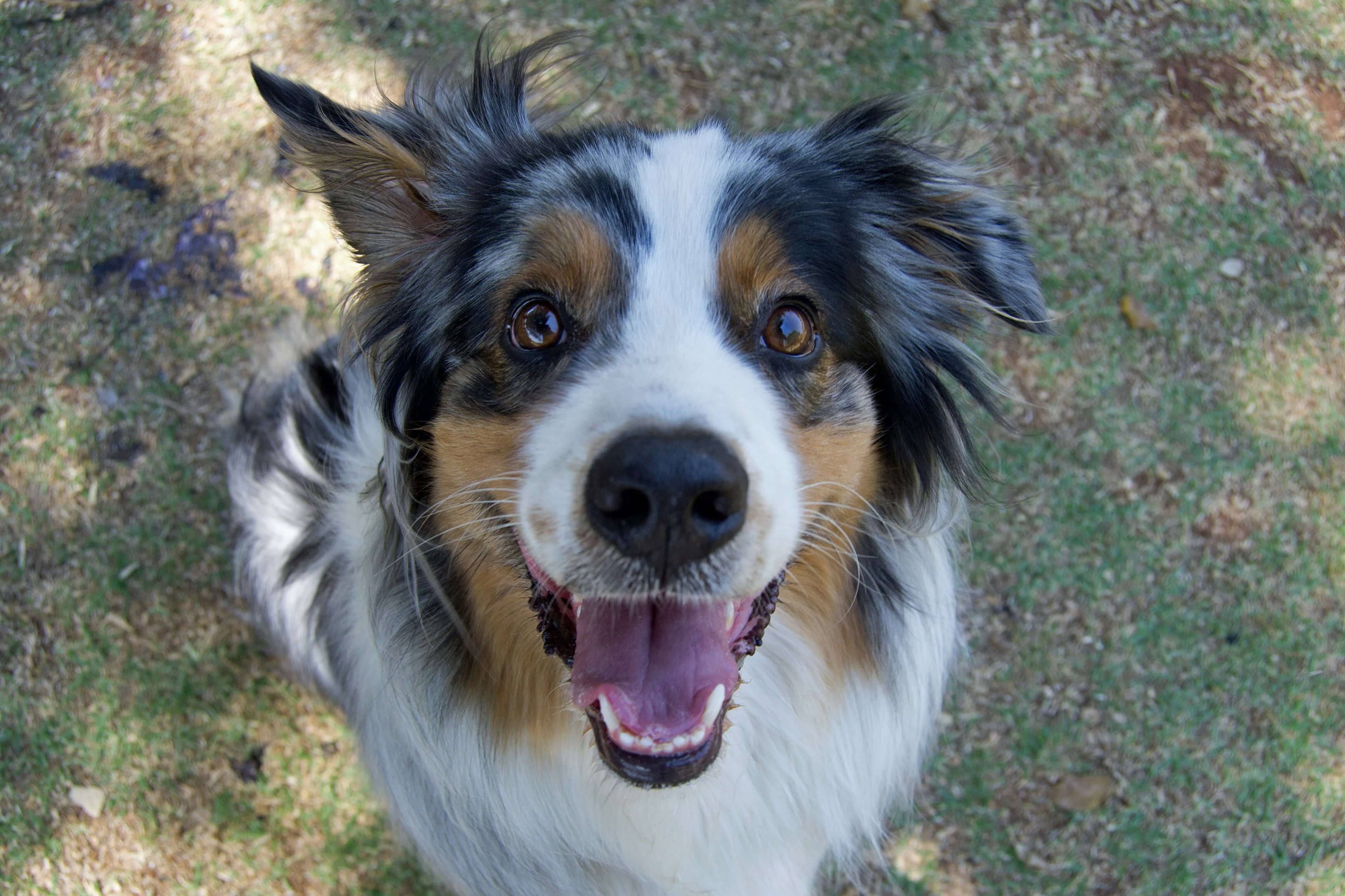 Australian Shepherd dog breed photo