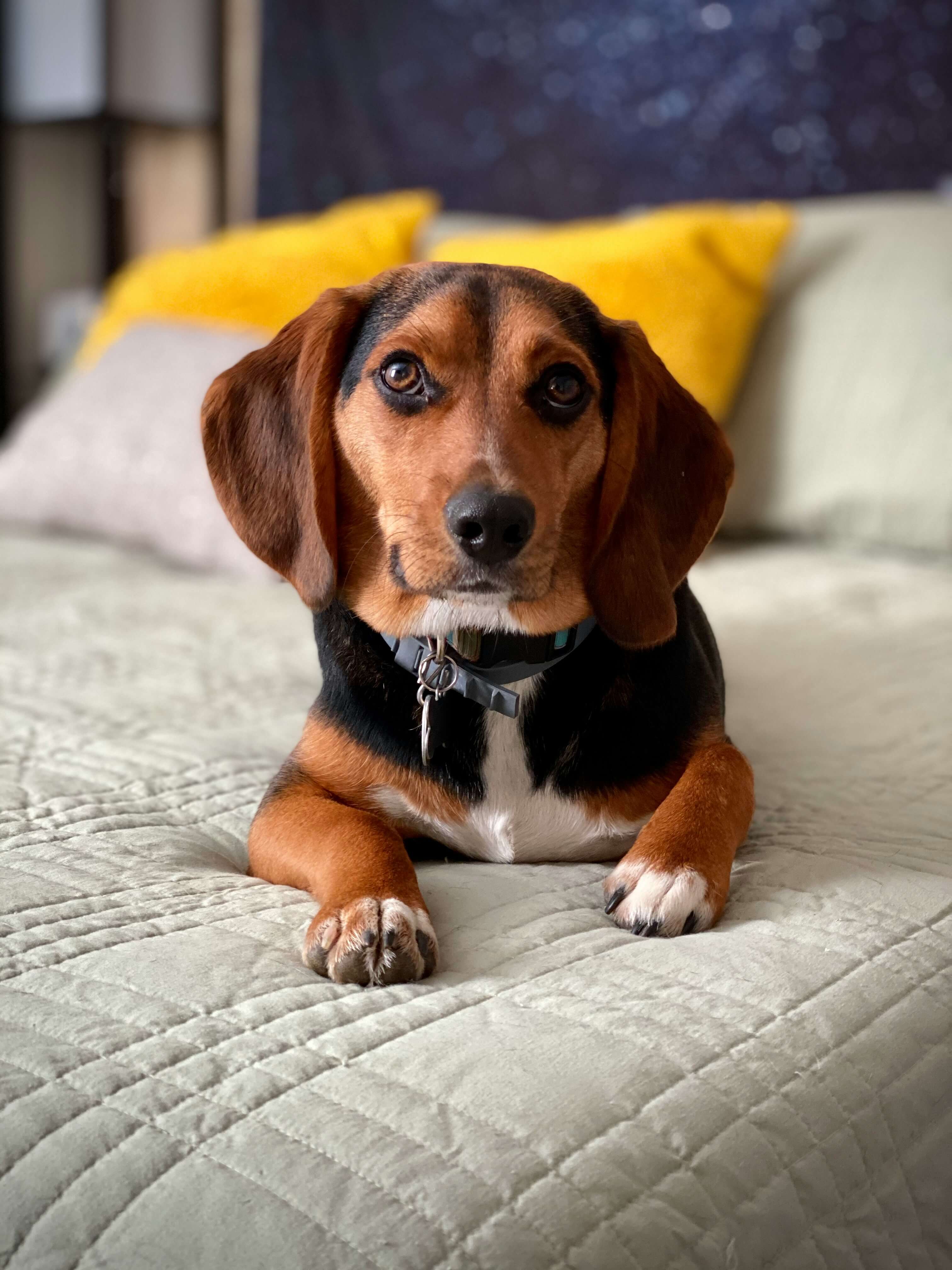 Beagle dog breed photo