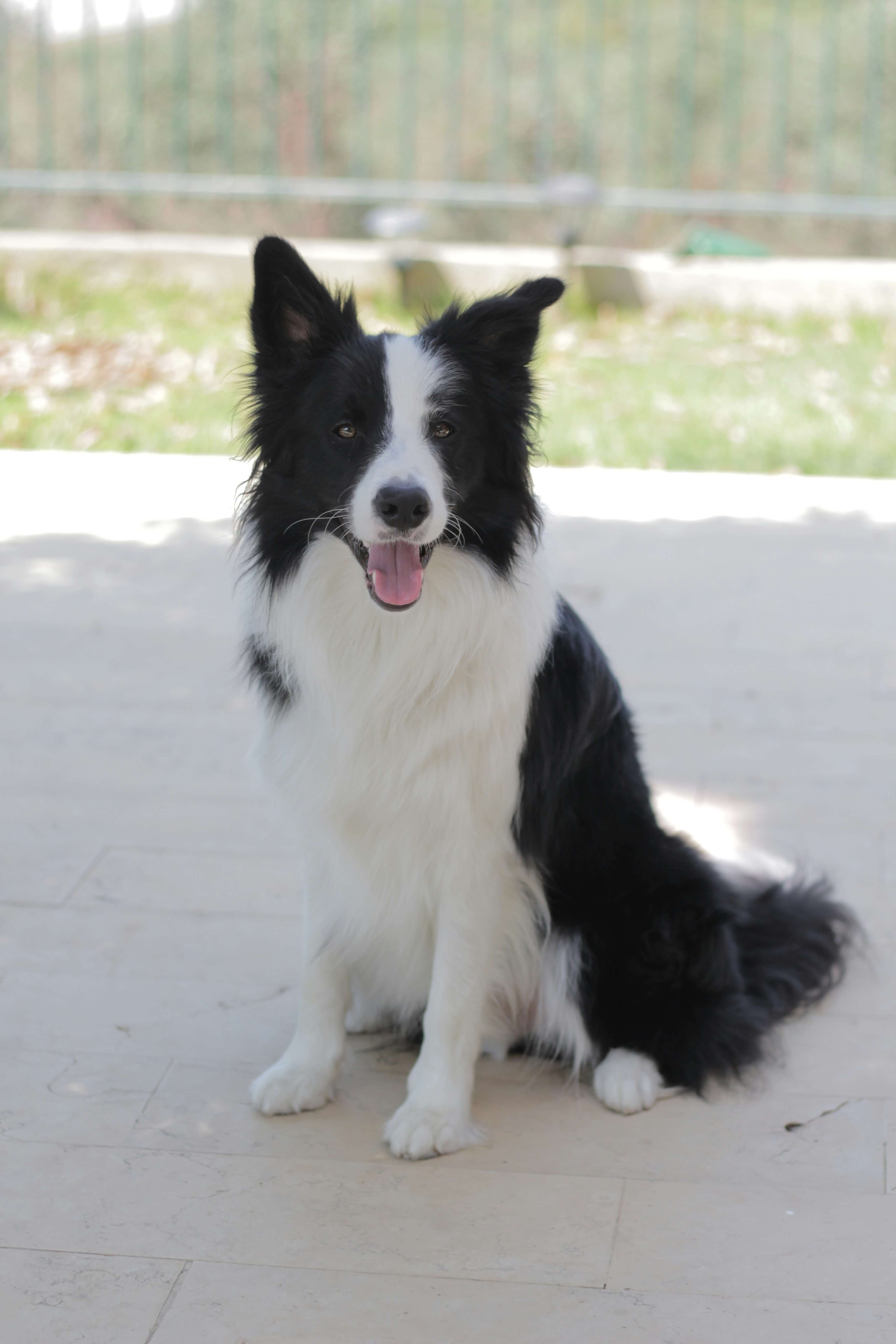 Border Collie dog breed photo