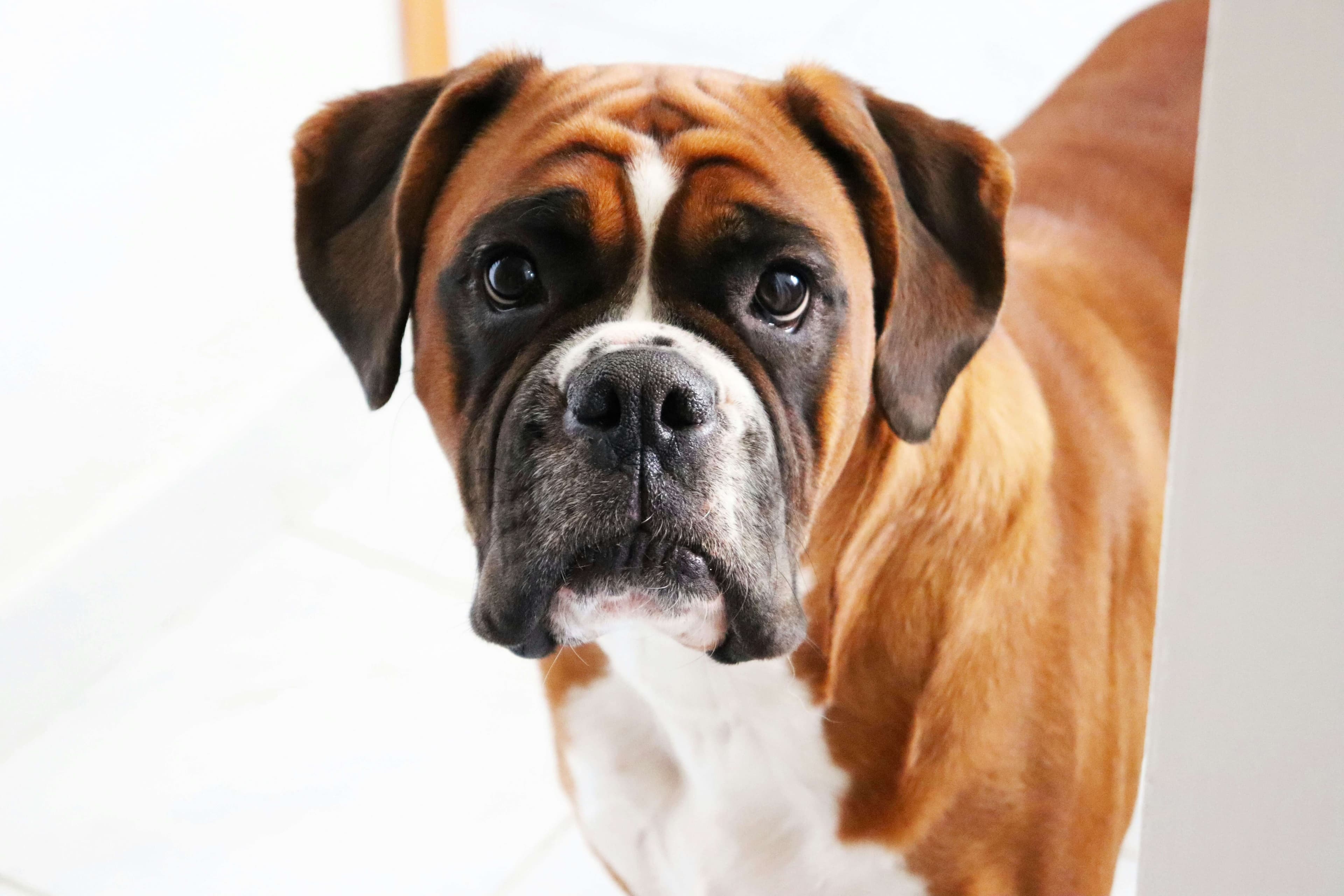 Boxer dog breed photo