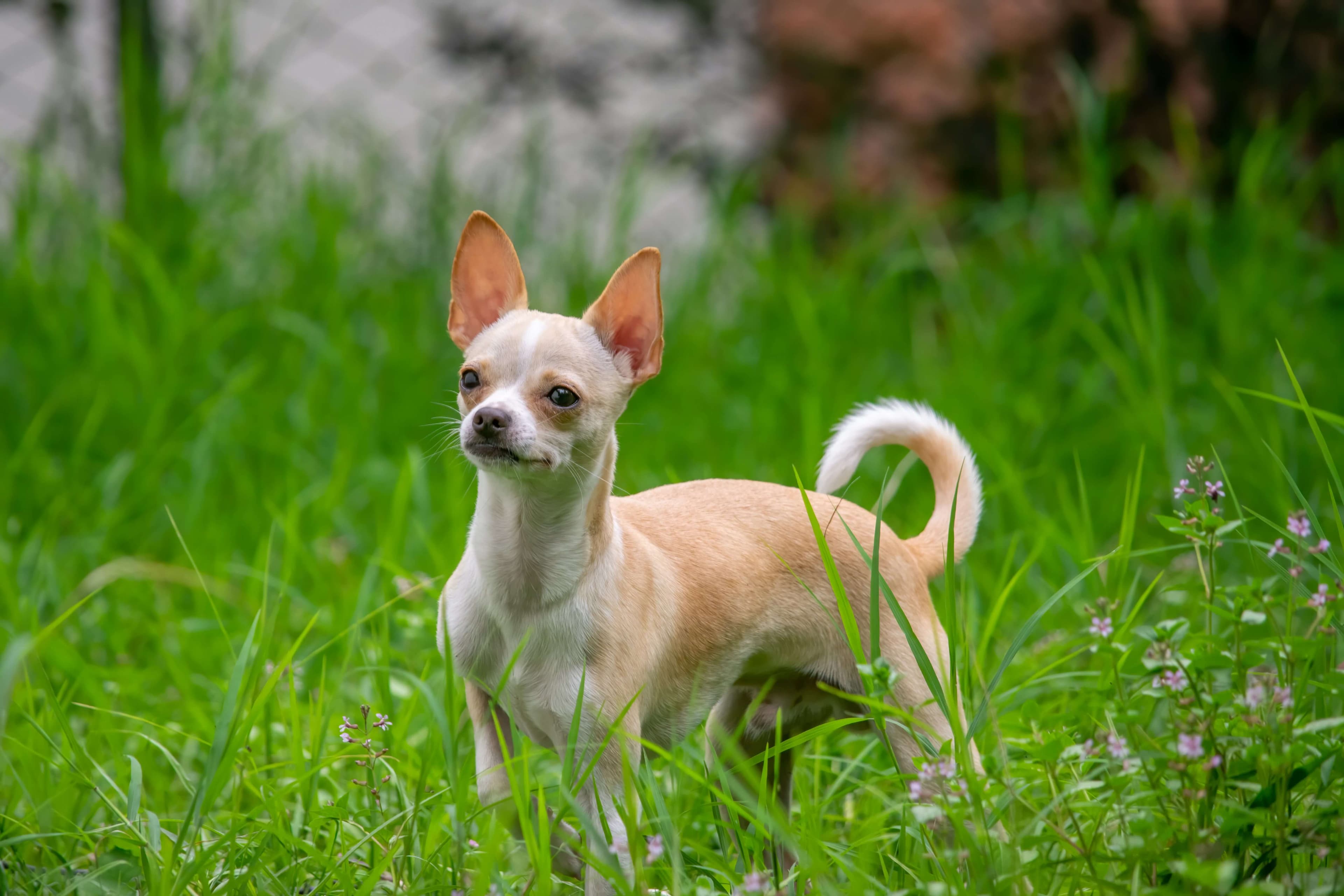 Chihuahua dog breed photo