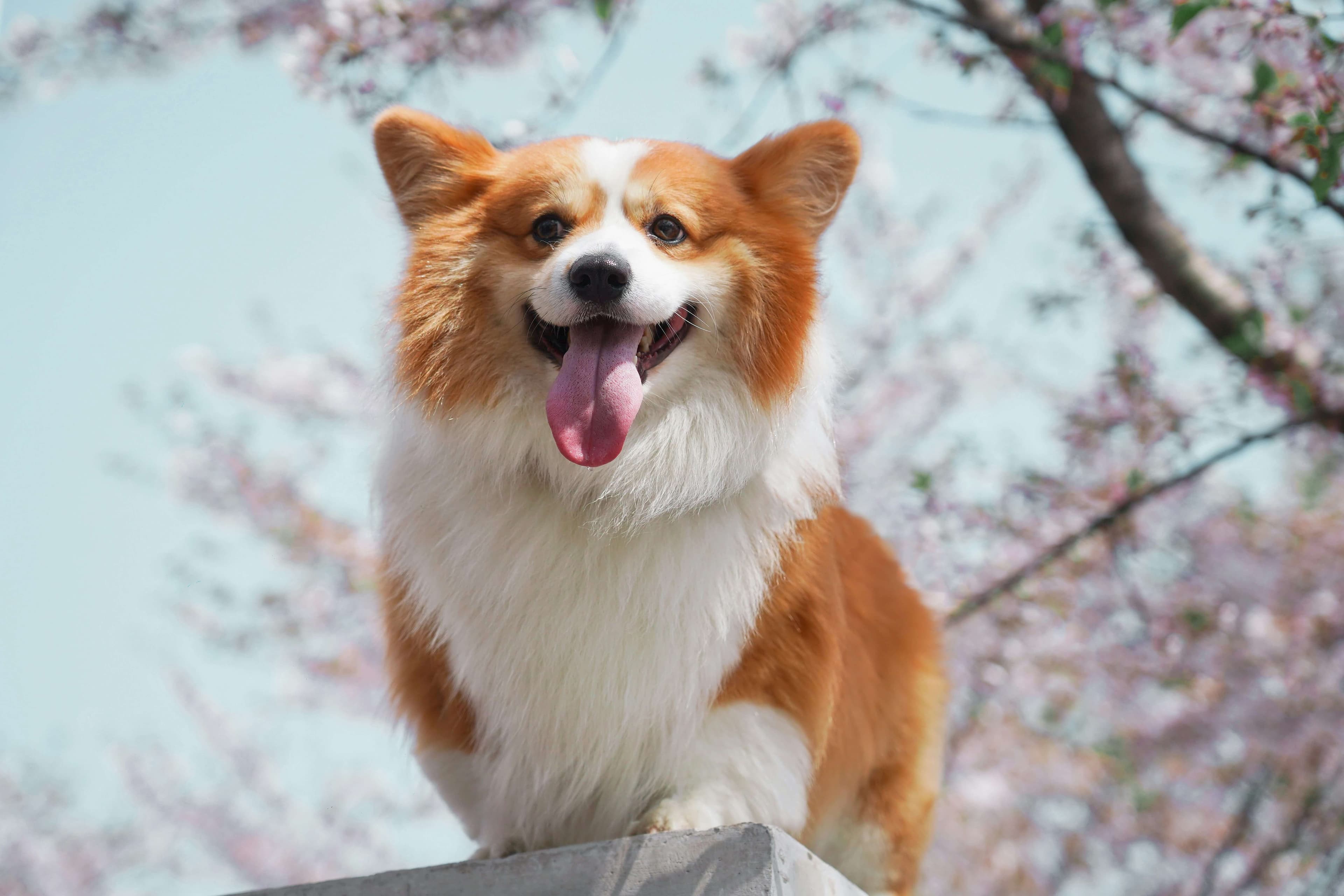 Corgi dog breed photo