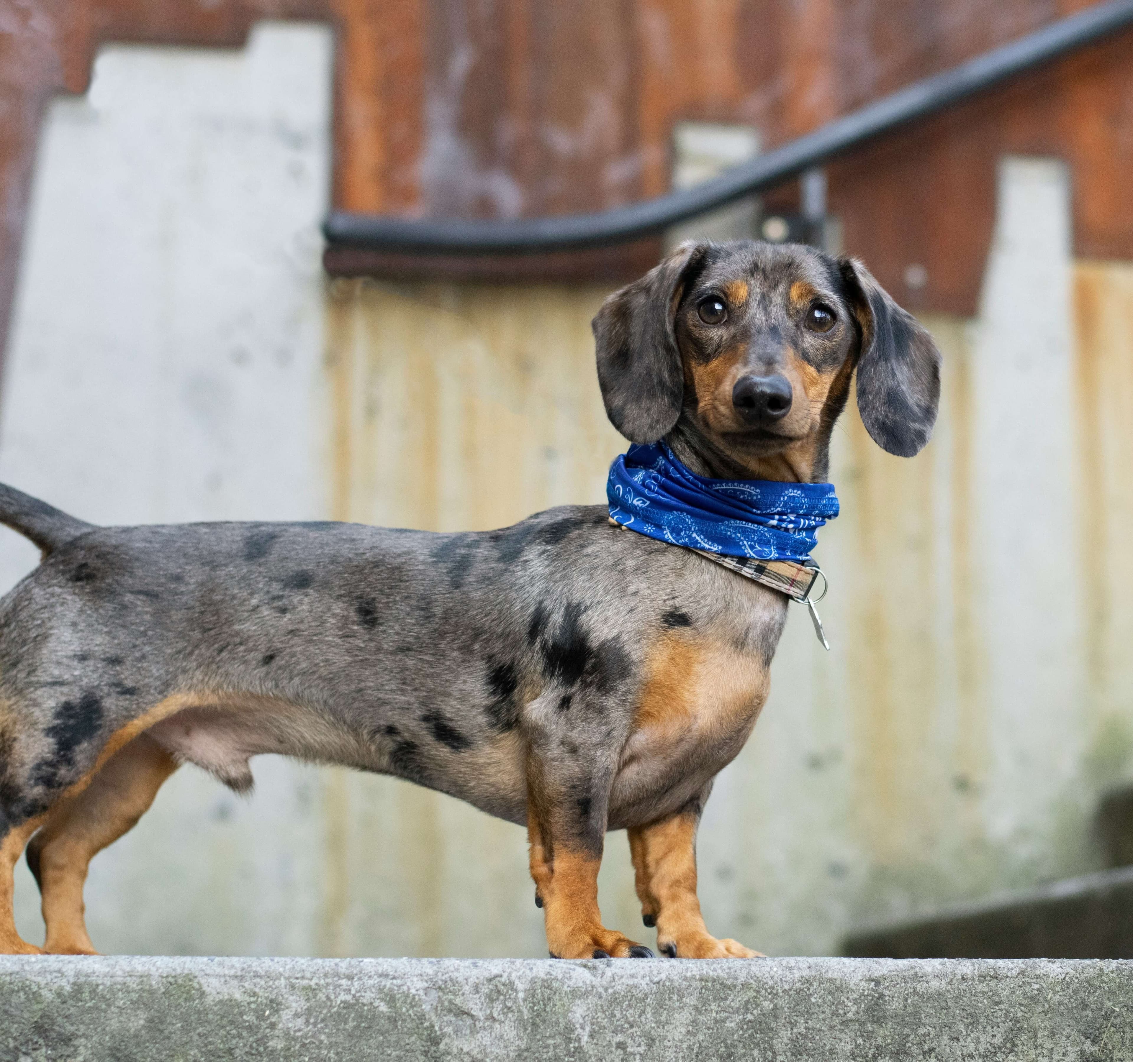 Dachshund dog breed photo