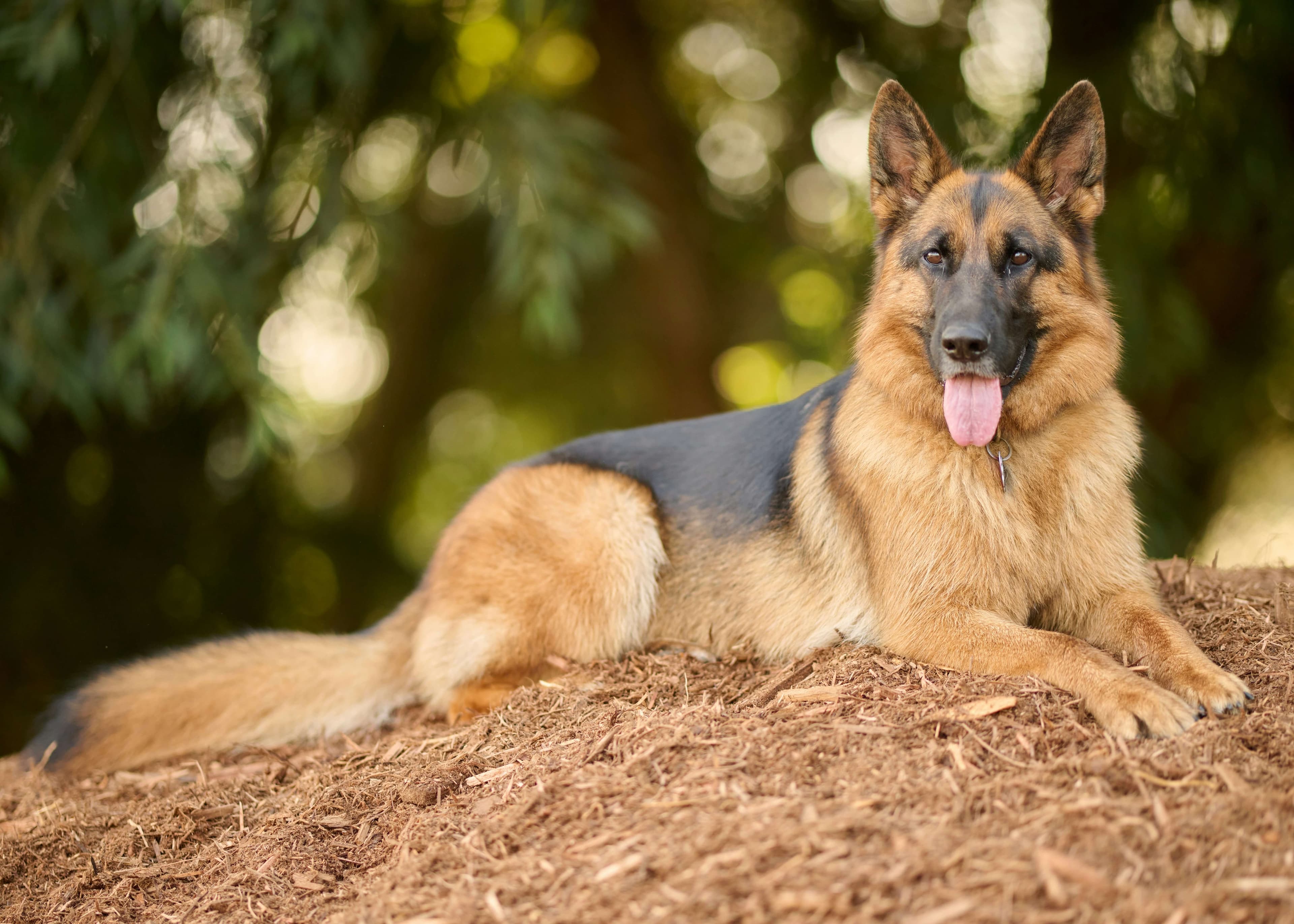 German Shepherd dog breed photo