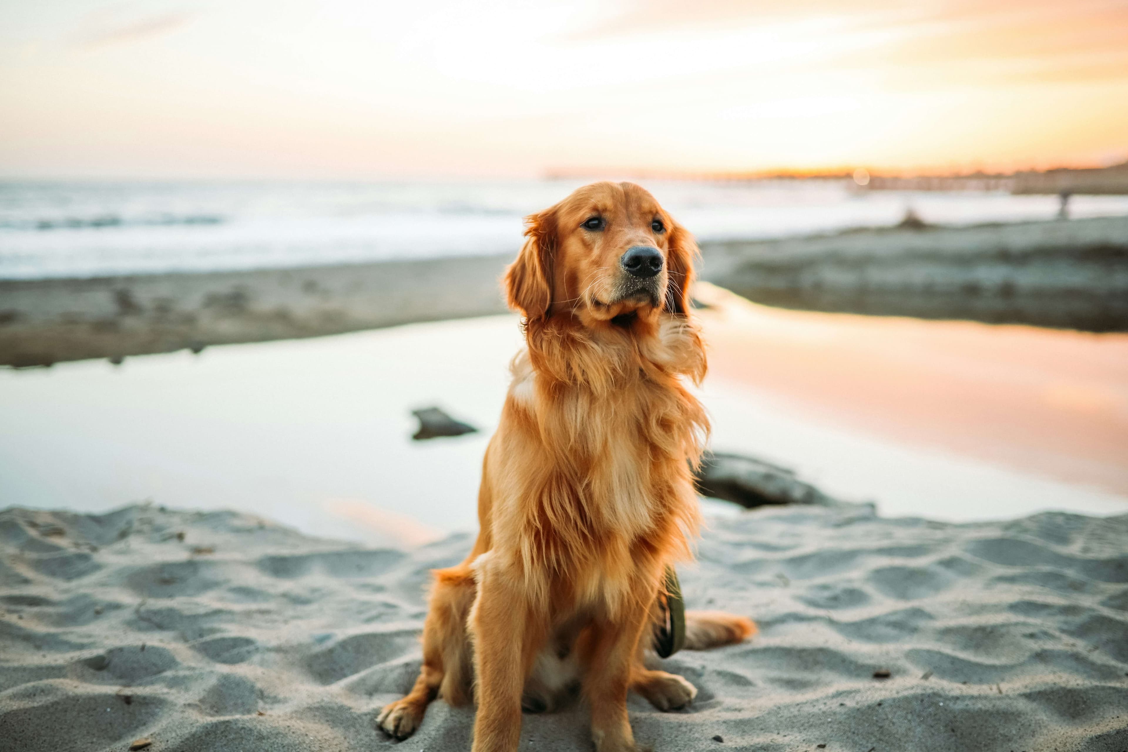 Golden Retriever dog breed photo
