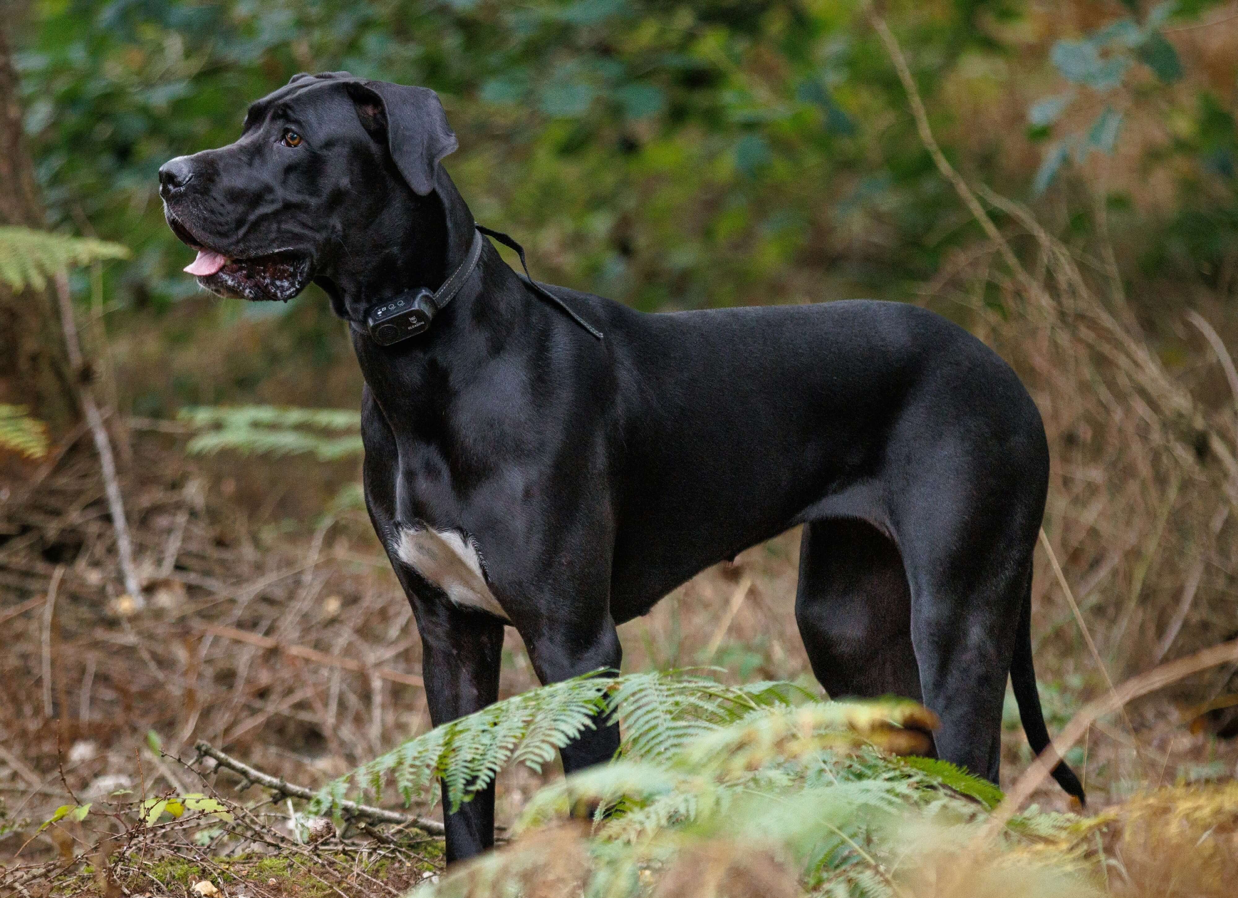 Great Dane dog breed photo