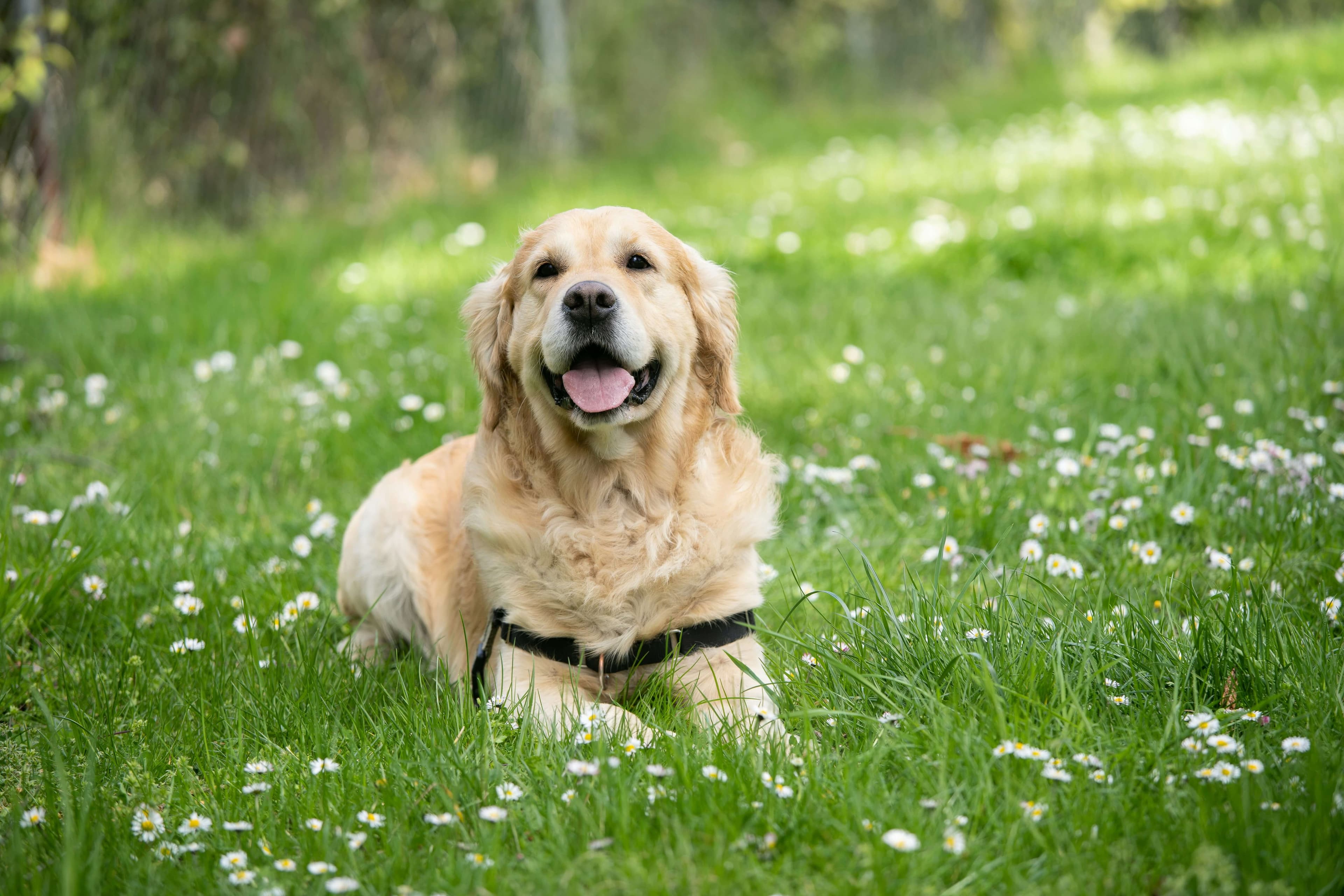Labrador Retriever dog breed photo