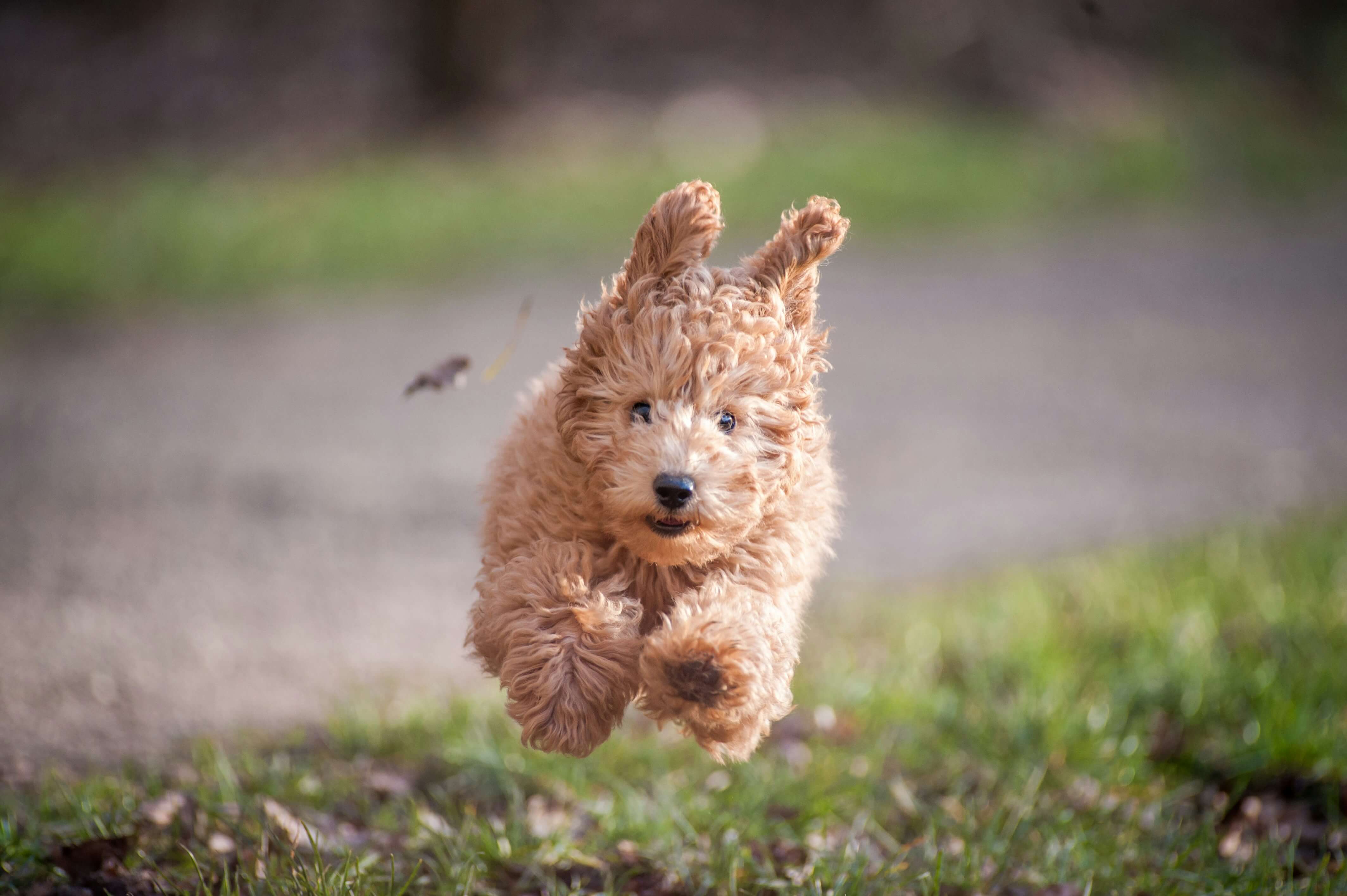 Poodle dog breed photo
