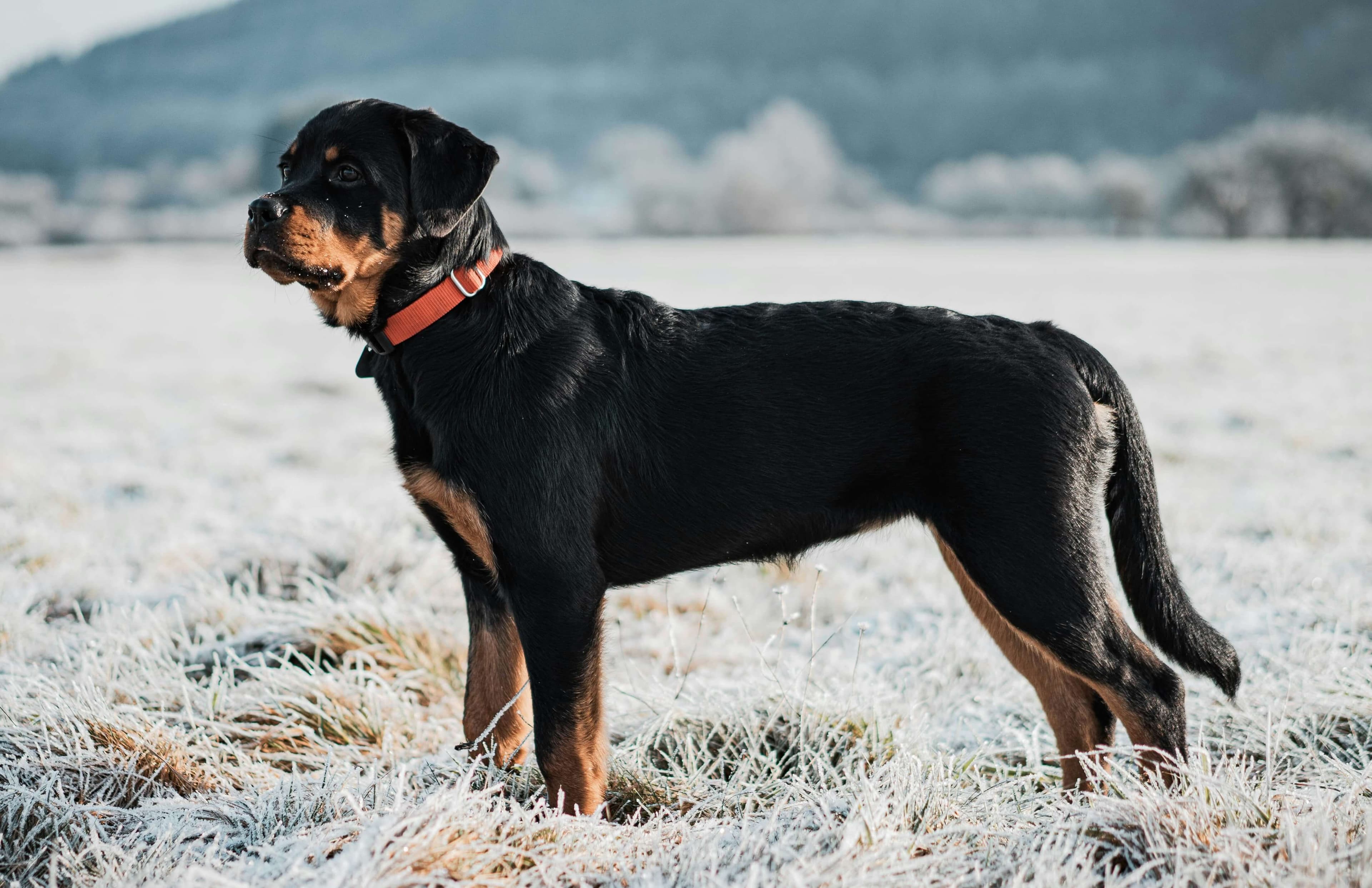 Rottweiler dog breed photo