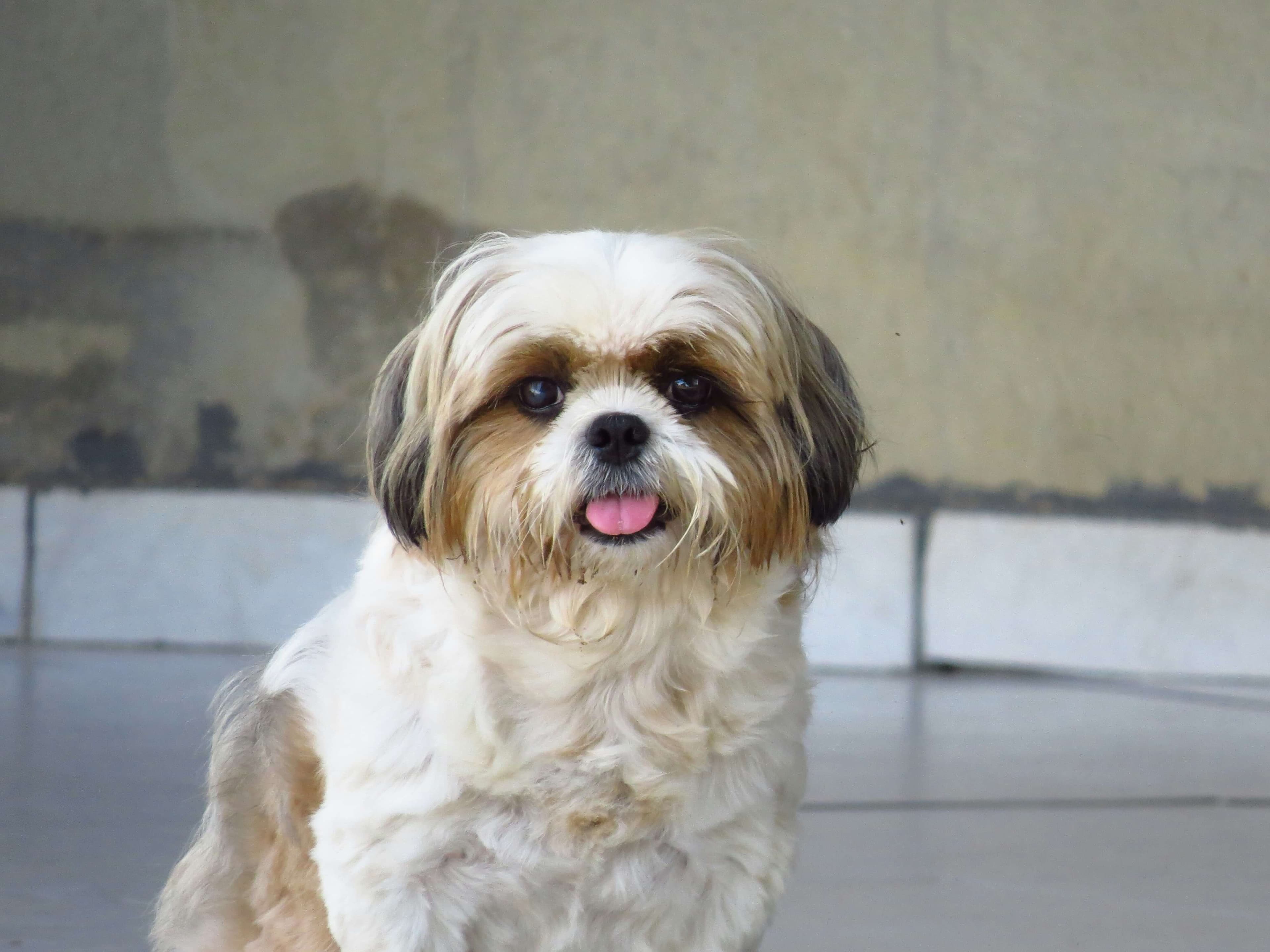 Shih Tzu dog breed photo