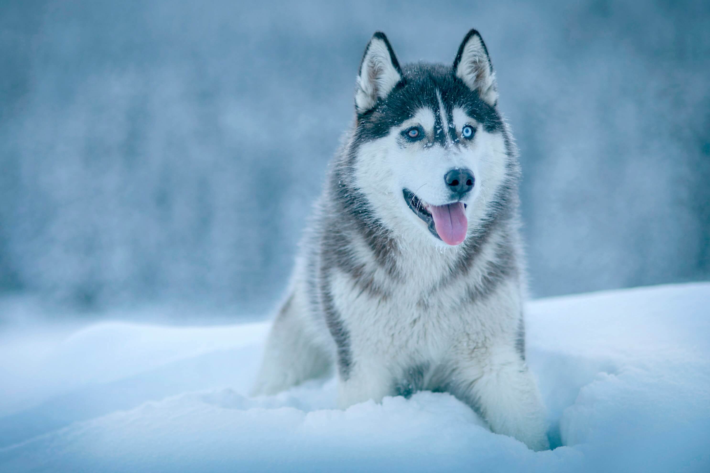 Siberian Husky dog breed photo